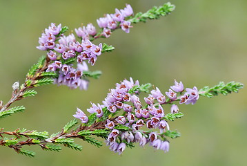 Image showing common heather