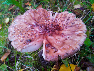 Image showing Toadstool