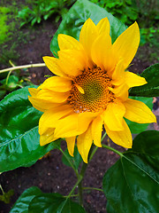 Image showing Wet sunflower