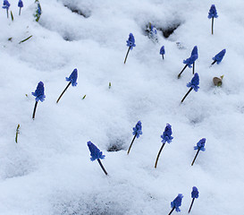 Image showing Muscari  under the snow