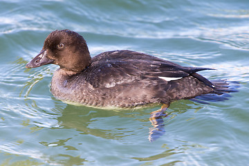 Image showing Juvenile Tufted Duck