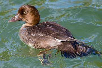 Image showing Juvenile Tufted Duck 