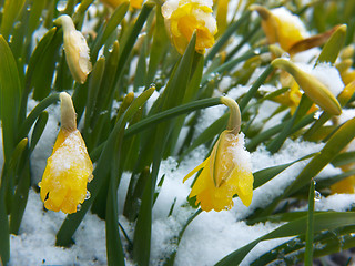 Image showing Lent lily on the snow