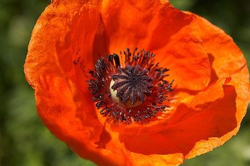 Image showing Red poppy