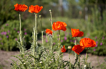 Image showing Red poppy