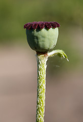 Image showing Seedcases of poppy