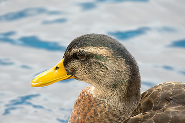 Image showing Portrait of a Mallard