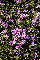 Image showing Primula flowers