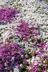 Image showing Primula flowers