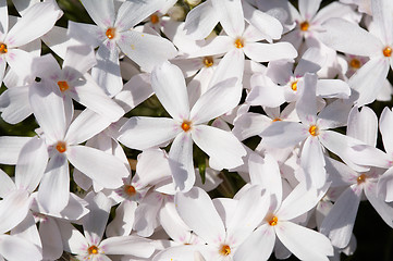 Image showing Primula flowers