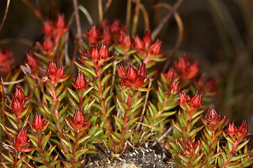 Image showing Rhodiola quadrifida