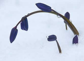 Image showing Bluebell - Scilla sibirica on the snow