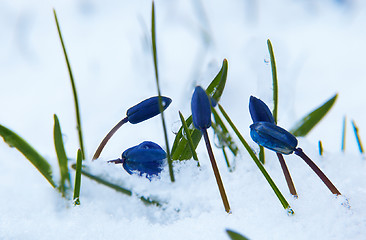 Image showing Bluebell - Scilla sibirica on the snow