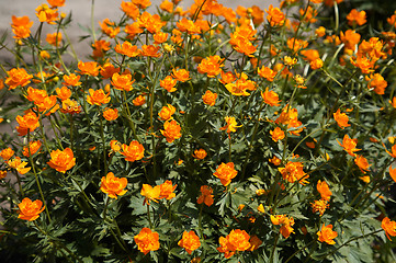 Image showing Siberian globeflower