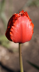 Image showing Red Tulip