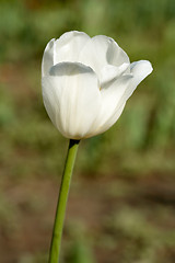 Image showing White  Tulip