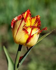 Image showing Yellow - Red  Tulip