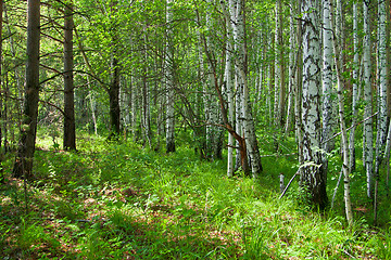 Image showing Forest