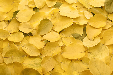 Image showing Yellow autumn leaves