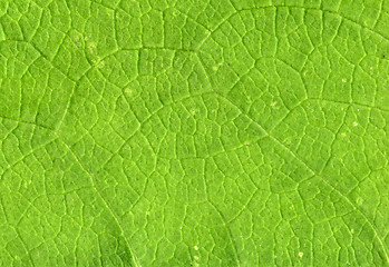 Image showing Leaf veins close up
