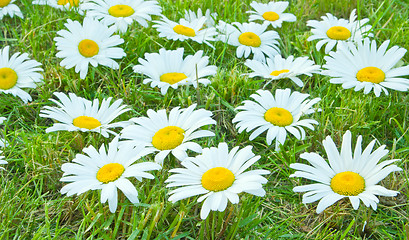 Image showing White daisies