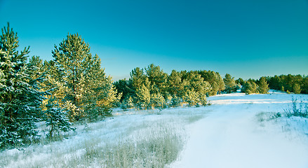 Image showing Snow pine forest