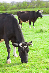 Image showing Cows grazing