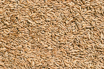 Image showing Wheat close up