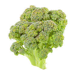 Image showing Broccoli isolated