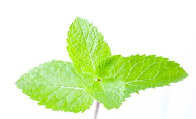 Image showing Fresh mint leaves