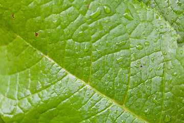 Image showing Green Leaf