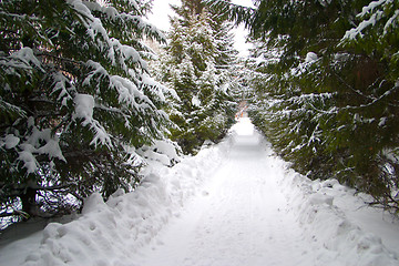 Image showing Avenue of trees