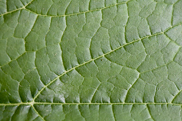 Image showing Green Leaf