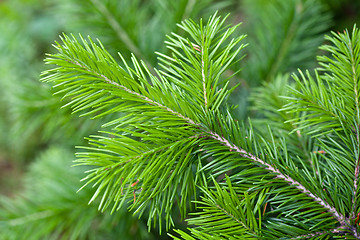 Image showing Branch of pine