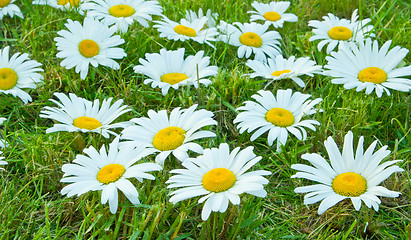 Image showing White daisies