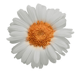 Image showing Large daisy isolated