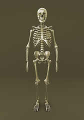 Image showing Skeleton of a gray background