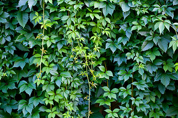 Image showing Hedgerow