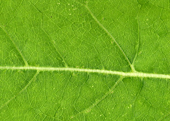 Image showing Leaf veins close up