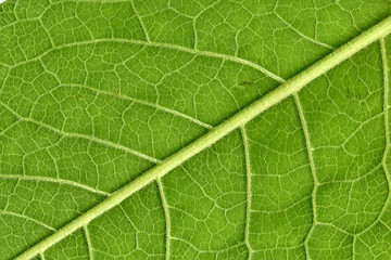 Image showing Leaf veins close up