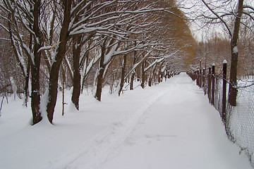 Image showing Avenue of trees