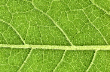 Image showing Leaf veins close up