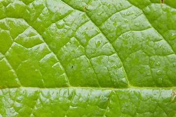 Image showing Green Leaf