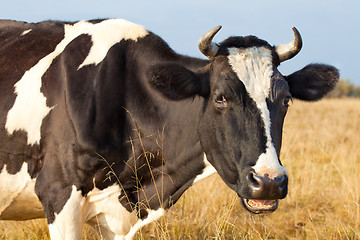 Image showing Cow close up