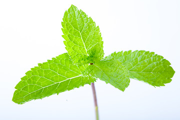 Image showing Fresh mint leaves