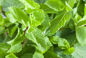 Image showing Fresh mint leaves