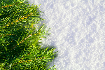 Image showing Winter forest background