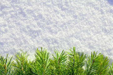 Image showing Winter forest background