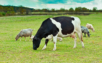 Image showing Farm animals