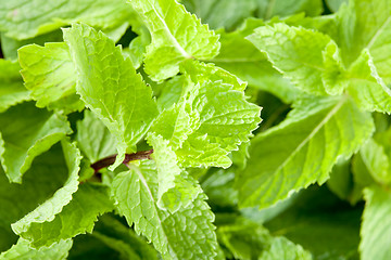 Image showing Mint leaves close up